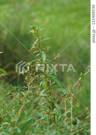 チョウジタデ・2025年9月 131489530