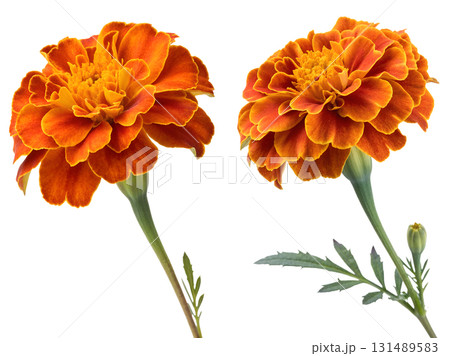 Vibrant orange marigold flower with green stem and leaves, fully isolated on a transparent background 131489583