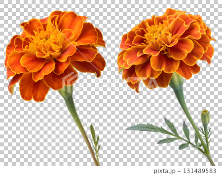 Vibrant orange marigold flower with green stem and leaves, fully isolated on a transparent background 131489583