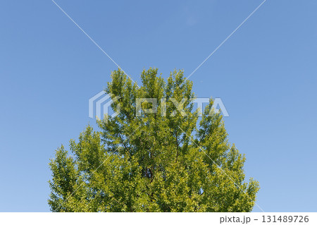 青い空と木 青い空と木 131489726