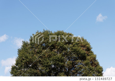 青い空と木 131489727