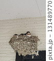 ツバメの巣 131489770