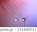 水滴がついたタンポポの綿毛が幻想的で美しい 水滴がついたタンポポの綿毛が幻想的で美しい 131490511
