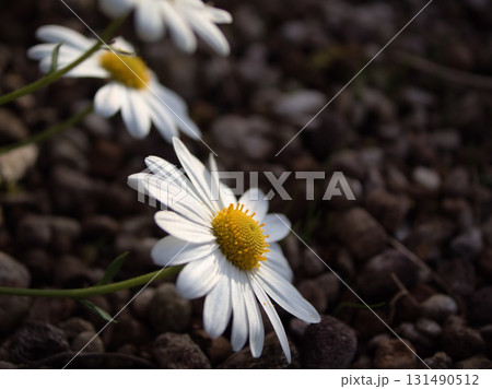 11月に可愛らしく咲いた白いイワギクの花 11月に可愛らしく咲いた白いイワギクの花 131490512