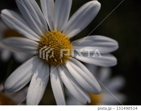 11月に可愛らしく咲いた白いイワギクの花 11月に可愛らしく咲いた白いイワギクの花 131490514