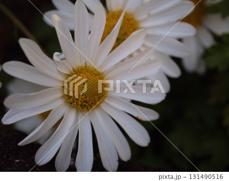 11月に可愛らしく咲いた白いイワギクの花 11月に可愛らしく咲いた白いイワギクの花 131490516