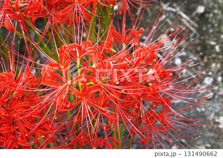 ヒガンバナ（彼岸花） 131490662