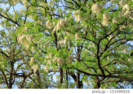 ハリエンジュの花とつぼみ（ニセアカシア） 131490928