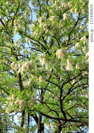 ハリエンジュの花とつぼみ（ニセアカシア） 131490929