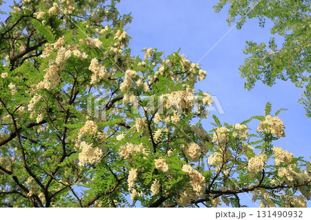 ハリエンジュの花とつぼみ（ニセアカシア） 131490932