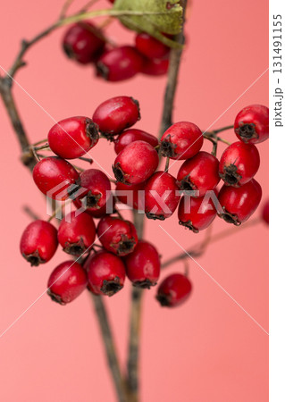 background of red hawthorn berries 131491155