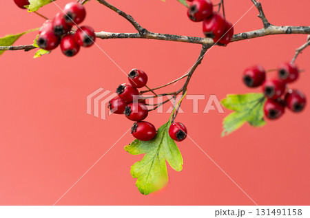 background of red hawthorn berries 131491158