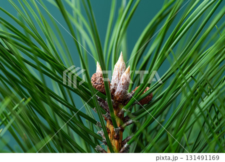 background of pine needles background of pine needles 131491169