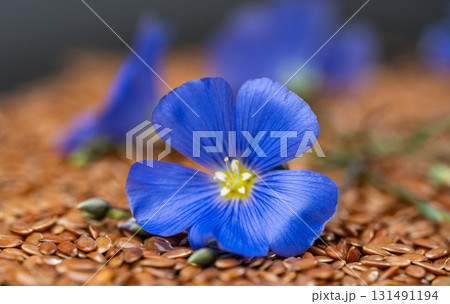 flax flower with flax seeds 131491194