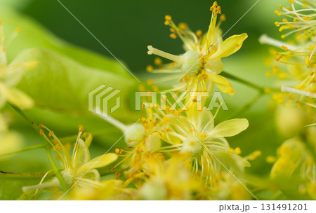 fresh linden flowers fresh linden flowers 131491201
