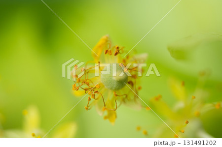 fresh linden flowers fresh linden flowers 131491202