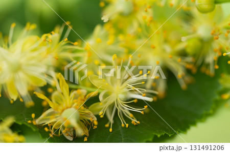 fresh linden flowers 131491206