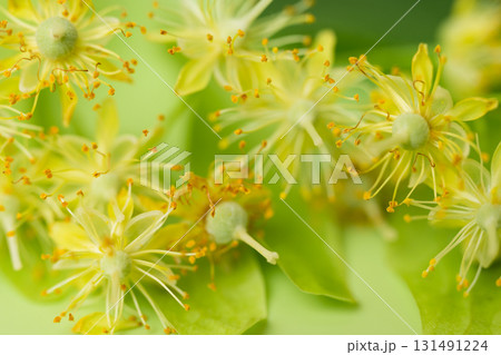 fresh linden flowers fresh linden flowers 131491224