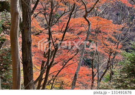 丹沢の仏果山　宮ヶ瀬越コース　紅葉の森 131491676