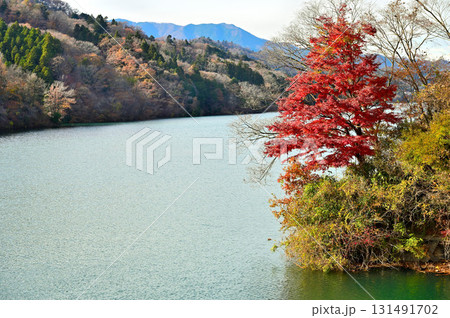 神奈川県清川村 秋の宮ヶ瀬湖 紅葉と湖と山地 神奈川県清川村 秋の宮ヶ瀬湖 紅葉と湖と山地 131491702