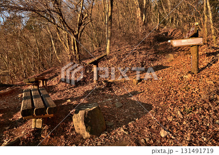 天子山地の長者ヶ岳　休暇村分岐の朝焼けの森 131491719