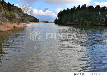 静岡県富士宮市　田貫湖畔より望む冬の富士山 131491768