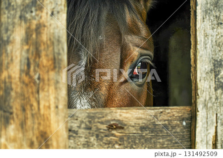 A brown horse peeks through a wooden stall, its expressive eye capturing the calm atmosphere of a rural barn setting 131492509