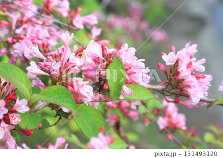 谷空木(タニネウツギ)の花  谷空木(タニネウツギ)の花  131493120