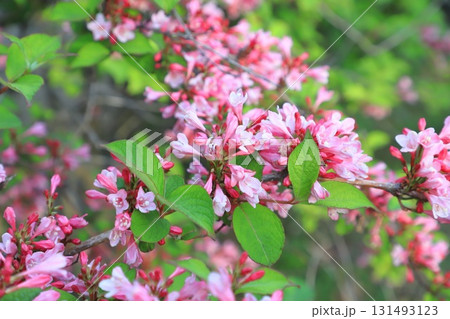 谷空木(タニネウツギ)の花 谷空木(タニネウツギ)の花 131493123