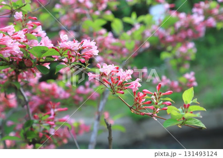 谷空木（タニネウツギ）の花　 131493124