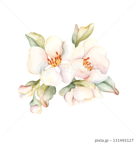 Little White Flowers buds leaves Peach Apple Blossom Blooming. Watercolor hand drawn floral illustration isolated on white background for home textile fresh fabric cosmetic package porcelain crockery 131493127