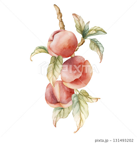 Peach fruits branch with leaves. Watercolor hand drawn floral fresh summer food illustration isolated on white background for home kitchen textile fabric print card cosmetic package porcelain crockery 131493202