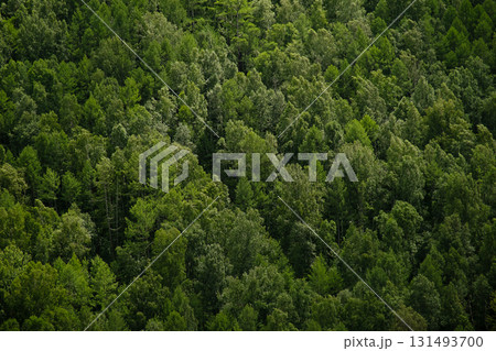 Dense green forest from an aerial view. Lush tree canopy backdrop. Dense green forest from an aerial view. Lush tree canopy backdrop. 131493700