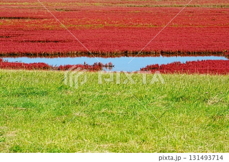 赤いアッケシソウと緑の草 赤いアッケシソウと緑の草 131493714