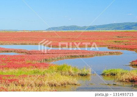 青空と赤いアッケシソウ 131493715