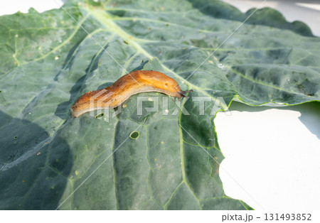 slug, arion vulgaris eating lettuce leaf in garden, snails damage leaves in vegetable patch slug, arion vulgaris eating lettuce leaf in garden, snails damage leaves in vegetable patch 131493852
