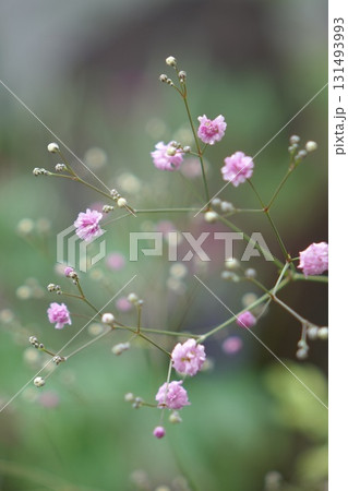 ピンクのかすみ草 131493993