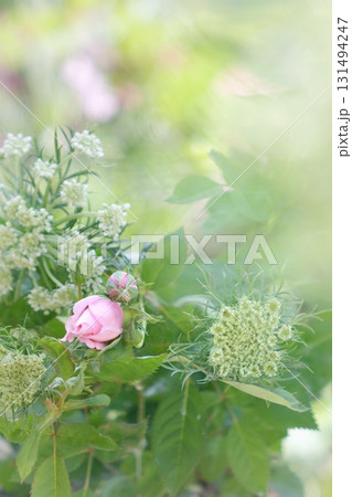 ピンクの薔薇のツボミ ピンクの薔薇のツボミ 131494247