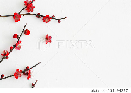 白背景に咲く紅梅の枝と花の和風背景 131494277