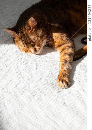 Brown tabby cat sleeping peacefully on white textured blanket, bathed in natural sunlight. 131494285