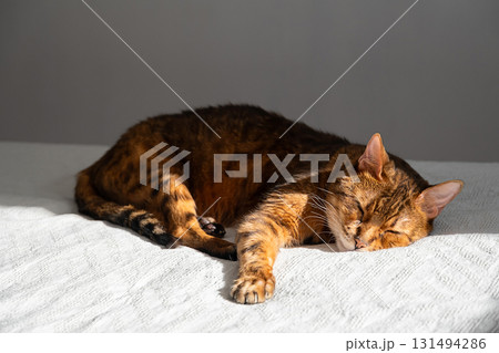 Bengal cat sleeping on white bed. Domestic pet resting with calm expression. Bengal cat sleeping on white bed. Domestic pet resting with calm expression. 131494286