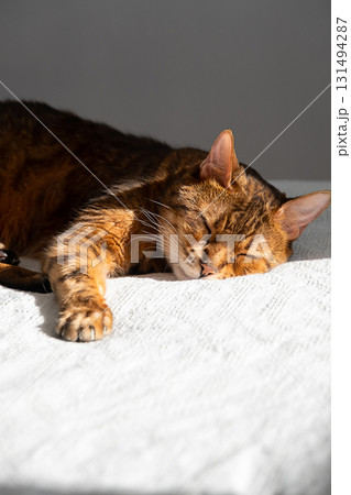 Brown cat sleeping peacefully on white textured blanket in natural daylight. 131494287