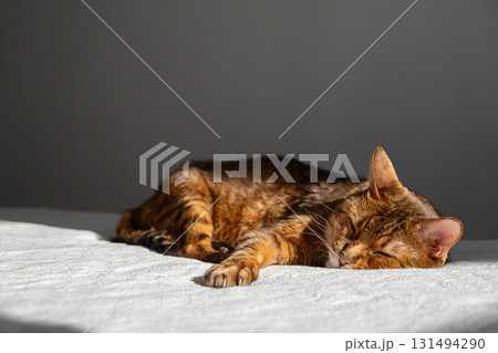 Cute domestic cat resting on white blanket. Adorable feline pet sleeping, curled up on bed. Cute domestic cat resting on white blanket. Adorable feline pet sleeping, curled up on bed. 131494290