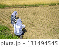 落ち穂拾い　稲刈り後の残り後溢れた稲穂を集める女性達 131494545