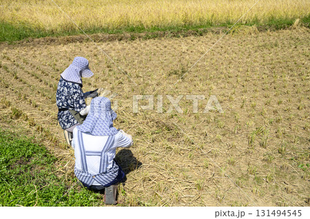 落ち穂拾い　稲刈り後の残り後溢れた稲穂を集める女性達 131494545
