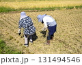 落ち穂拾い　稲刈り後の残り後溢れた稲穂を集める女性達 131494546
