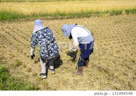 落ち穂拾い 稲刈り後の残り後溢れた稲穂を集める女性達 落ち穂拾い 稲刈り後の残り後溢れた稲穂を集める女性達 131494546