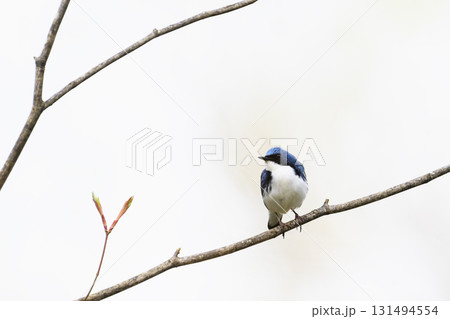 コルリのオス 131494554