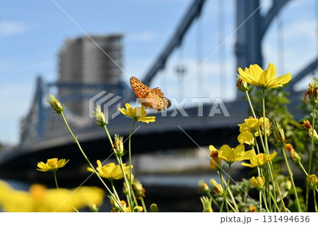 黄色秋桜と蝶の舞 初秋の隅田川 あとボケの清洲橋と広がる秋の青空 黄色秋桜と蝶の舞 初秋の隅田川 あとボケの清洲橋と広がる秋の青空 131494636