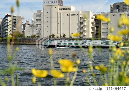 黄色コスモス咲く初秋の隅田川を上る観光船 131494637